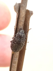 Epitragodes tomentosus