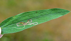 Liriomyza centaureae