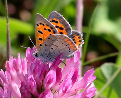 Lycaena phlaeas hypophlaeas