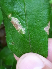 Phyllonorycter sorbi