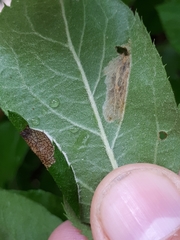 Phyllonorycter sorbi