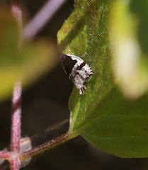 Ancylis simuloides
