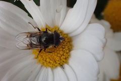 Cheilosia caerulescens