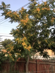 Ailanthus altissima