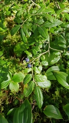 Vaccinium myrtilloides image
