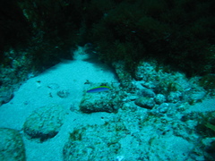 Halichoeres cyanocephalus
