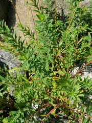 Euphorbia palustris