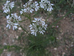 Bifora radians