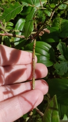 Vaccinium myrtilloides image