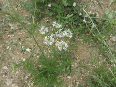 Bifora radians