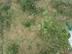Bifora radians