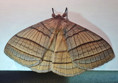Palirisa lineosa