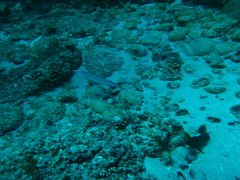 Malacanthus plumieri