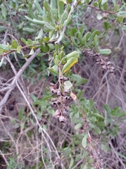 Escallonia illinita