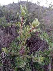 Escallonia illinita