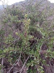 Escallonia illinita
