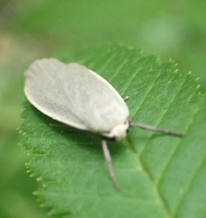 Eilema griseola