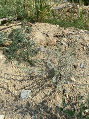 Lappula consanguinea