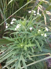 Parthenium confertum