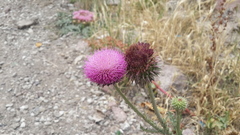 Carduus nutans nutans