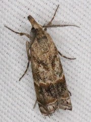 Prionapteryx indentella