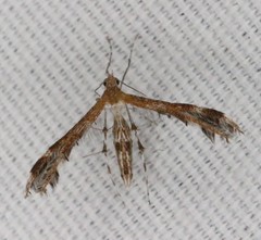 Dejongia californicus