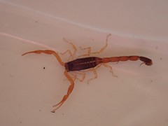 Centruroides ochraceus