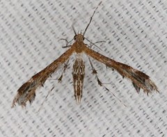 Dejongia californicus