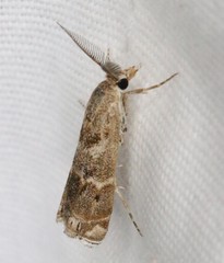 Prionapteryx indentella