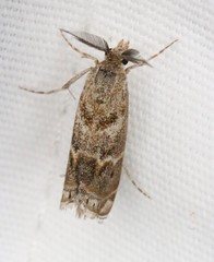 Prionapteryx indentella