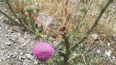 Carduus nutans nutans