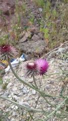 Carduus nutans nutans