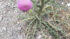 Carduus nutans nutans