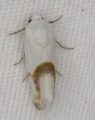 Ponometia binocula