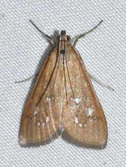 Diastictis