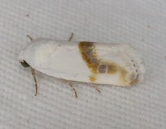 Ponometia binocula