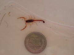 Centruroides ochraceus