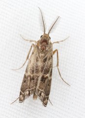 Prionapteryx indentella