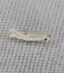 Bucculatrix longula