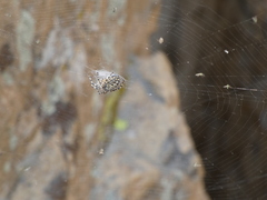 Aculepeira carbonarioides