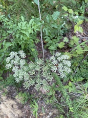 Angelica venenosa