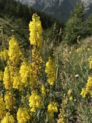Linaria