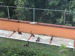 Nasua narica nelsoni