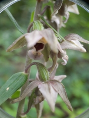 Epipactis atrorubens