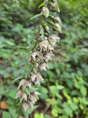 Epipactis atrorubens