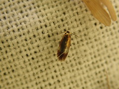 Stigmella crataegella