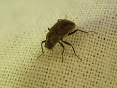 Helichus lithophilus