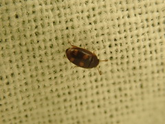 Litargus tetraspilotus