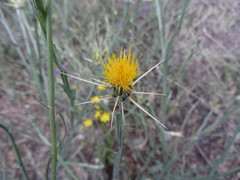 Centaurea solstitialis solstitialis