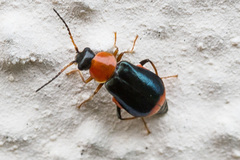 Ebaeus